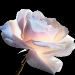 Dior Prestige Le Concentré Yeux -Célèbre Cosmétiques Magasin dior prestige le concentre yeux 3