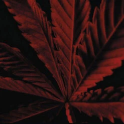 Guerlain Habit Rouge L'Instinct Eau De Toilette Intense 13 Guerlain Habit Rouge L'Instinct Eau De Toilette Intense -Célèbre Cosmétiques Magasin habit rouge l instinct eau de toilette intense 3