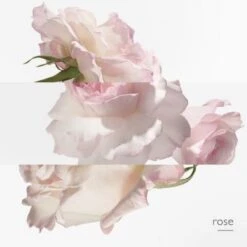 Twilly D'Hermès Eau Poivrée Eau De Parfum -Célèbre Cosmétiques Magasin twilly d hermes eau poivree 5