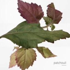 Twilly D'Hermès Eau Poivrée Eau De Parfum -Célèbre Cosmétiques Magasin twilly d hermes eau poivree 6